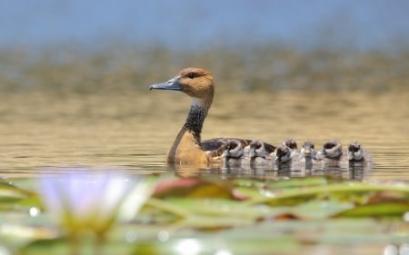 :) - bird, duck, water, summer, baby, pasare, cute, mother, lake