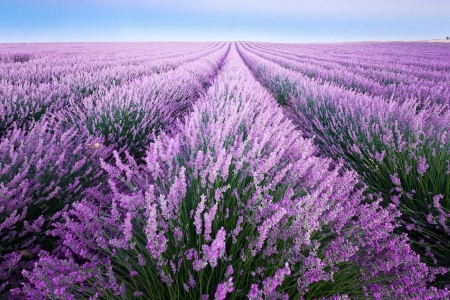 Lovely Flower Field - flowers, nature, pink, sky