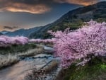 Flowers Around Mountains