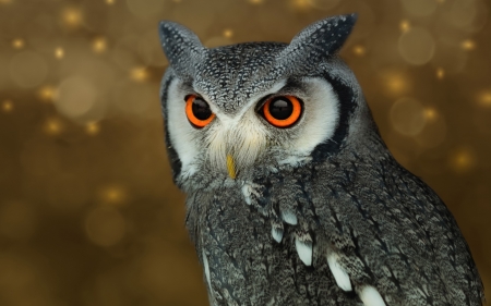 Watchful Eyes - nature, night, owl, raptor