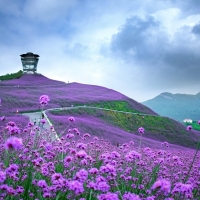 Verbena Field (Tongzi, Guizhou Province, China)