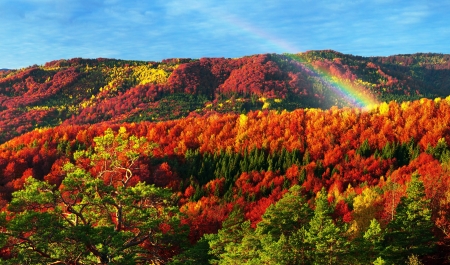 Rainbow Above the Autumn Forest - trees, nature, rainbow, autumn, forest, carpathian