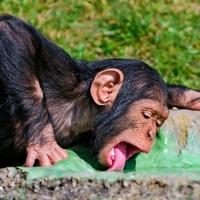 Amazing Cute Chimpanzee Drinking Water