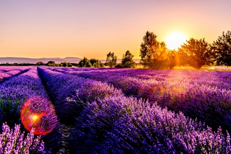 Lavender Field at Sunset - flowers, trees, sunset, nature, lavender, purple, rays, field