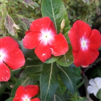 Nayantara Flower