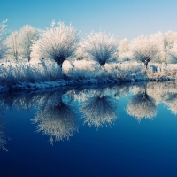 Frozen Trees on the Edge of the Lake