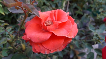 Red Rose - flowers, rose, petals, red