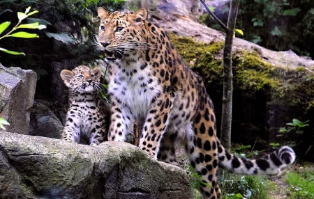 Snow Leopards - wildlife, cub, cats, mother, predators