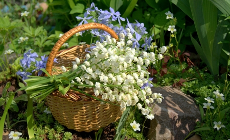 Lily of the Valley - flowers, basket, blossoms, spring