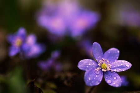 Purple Flowers - nature, purple, wonderful, flower