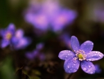 Purple Flowers