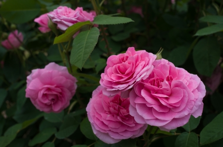 Pink Roses - wonderful, rose, flower, pink