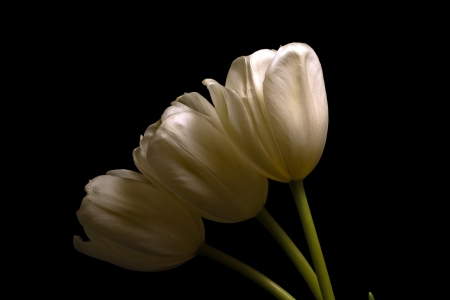 White - white, flower, tulip, amazing