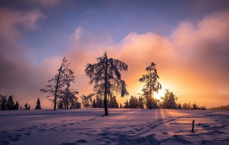 Orange Sky - snow, winter, sunset, tree