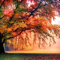 Autumn Trees in a Misty Morning