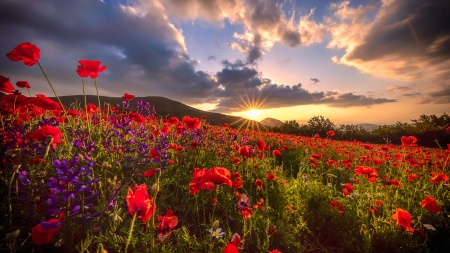 Summer in the Mountain - nature, clouds, summer, flowers, sunset, mountains, poppies