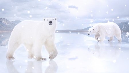 Polar bears - white, ice, couple, blue, polar bear, winter, creative, fantasy