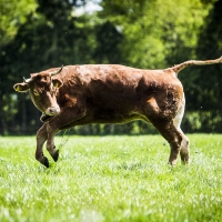 Hermien enjoys her freedom