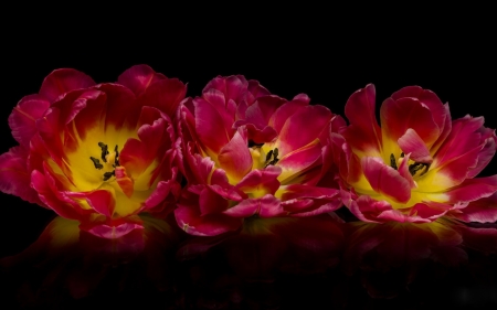 Tulips - flower, pink, tulip, spring, yellow