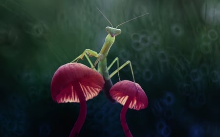 Parying mantis - calugarita, bokeh, praying mantis, mushroom, green, macro, pink