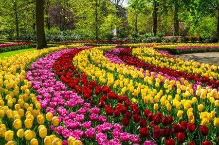 Field of tulips, Holland - tulips, park, colorful, field, lovely, pretty, holland, beautiful, keukenhof, flowers, garden