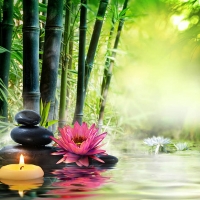 Zen Garden