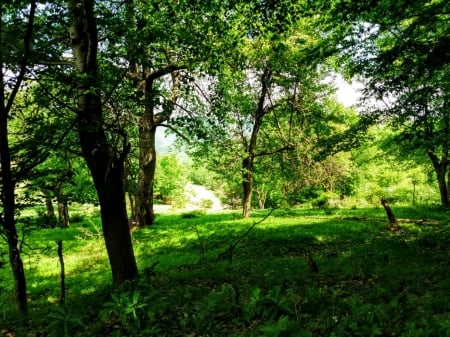 under the trees - Trees, Kosovo, Beautiful, Forests