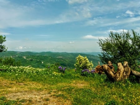 lovely sight nature - sky, kosovo, flowers, beautiful