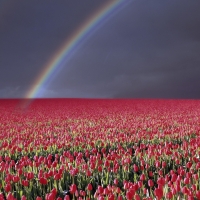 Rainbow Above Tulips Field