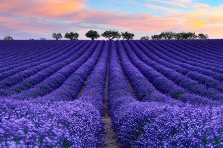 Purple Lavender Field - nature, sky, trees, clouds, field, flowers, lavender