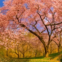 Cherry Blossoms Garden Washington