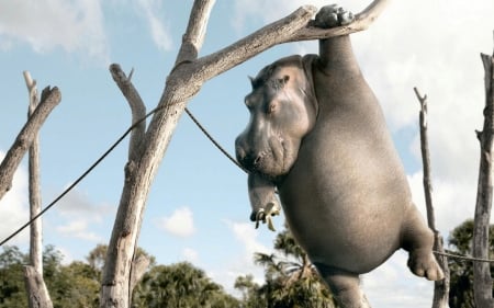 Hippo On A Rope - sky, banana, hippopotamus, animals, clouds, rope, tree, hippo