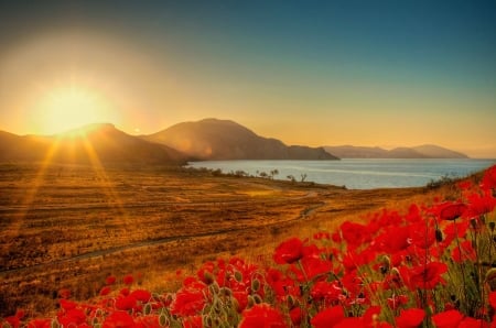 Dawn in the Quiet Bay - nature, ocean, mountains, flowers, sunset, bay, poppies, lights