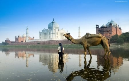 Camel In India - animals, water, man, camel