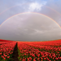 Rainbow Above Tulips Field