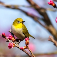 Spring Bird