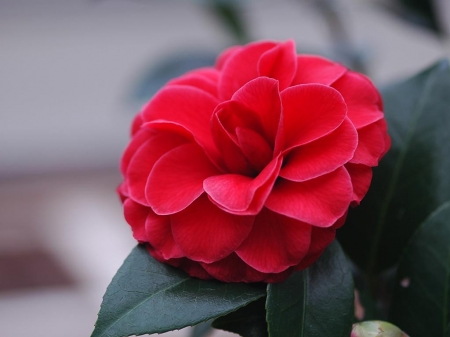 Red Camellia - nature, camellia, red, petals, green, leaves, flowers