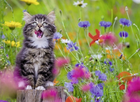 Kitty in Summer - blossoms, meadow, poppies, kitten, cornflowers, flowers, cat