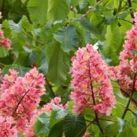 Pink Chestnut Blossoms