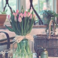 Pink tulips