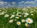 flower field