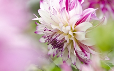 Dahlia - nature, dahlia, flower, petals