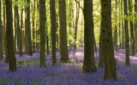 Spring Forest - flowers, spring, forest, trees