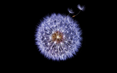 Dandelion - seed, black, luminos, dandelion