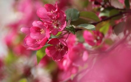 Spring - blossom, spring, flower, pink