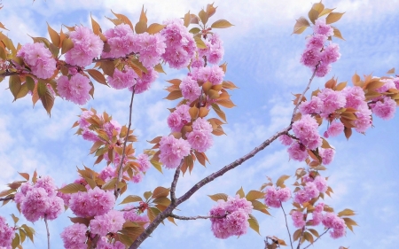 Spring - blue, pink, blossom, spring, flower