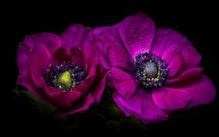 Anemones - anemone, purple, black, flower