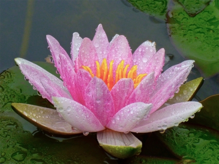 Lotus - lotus, water drops, green, flower, pink