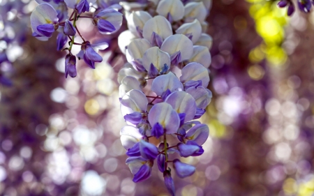 Wisteria - white, bokeh, wisteria, blue, flower