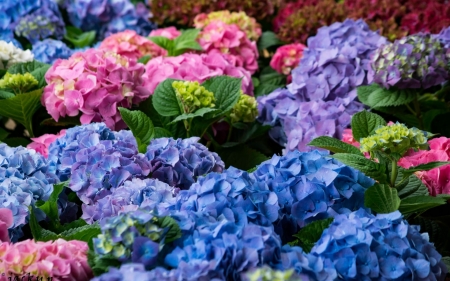 Hydrangea - vara, pink, blue, green, hydrangea, summer, flower